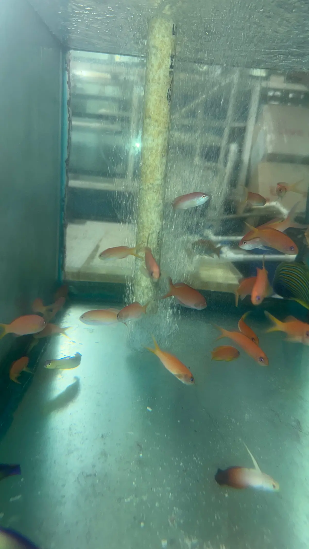 Ignitus Anthias (Pseudanthias Ignitus) 1