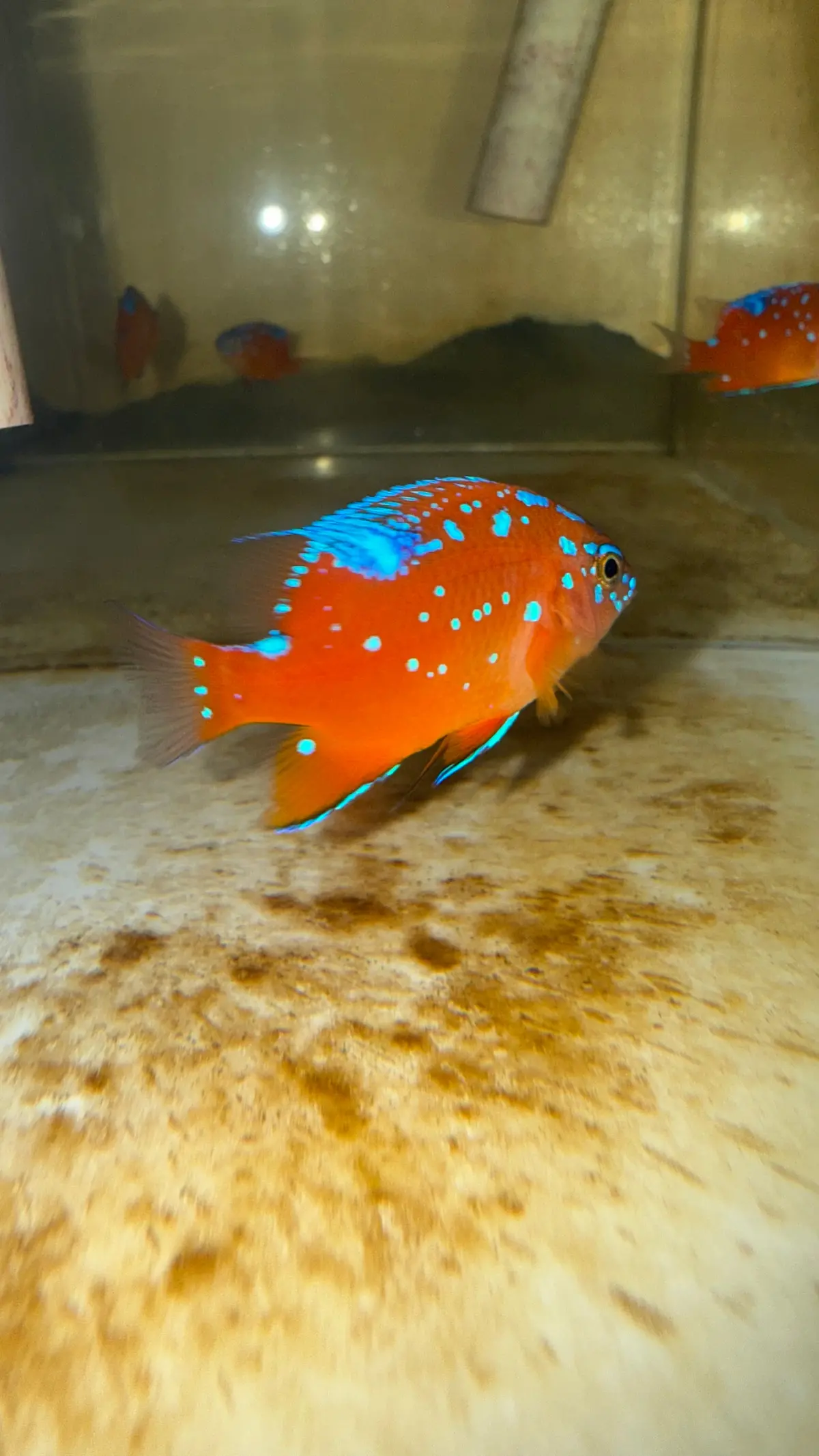 Garibaldi (0.75”) 1