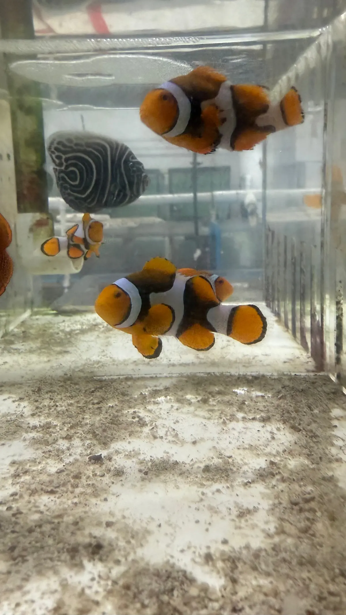 True Percula Clownfish-Super Black Pair (Wysiwyg #5) 1