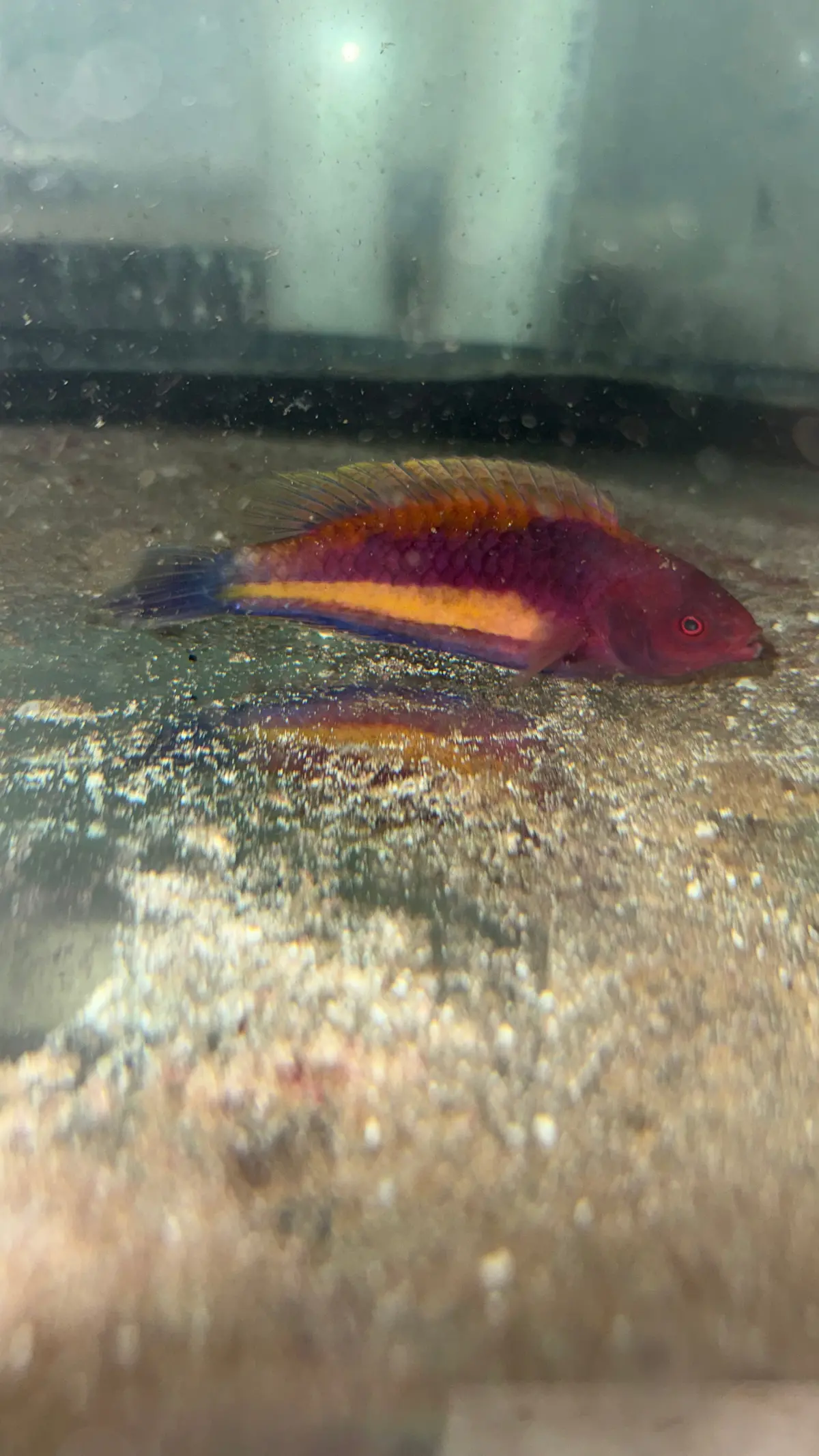 Velvet Multicolor Fairy Wrasse-4" Male 1