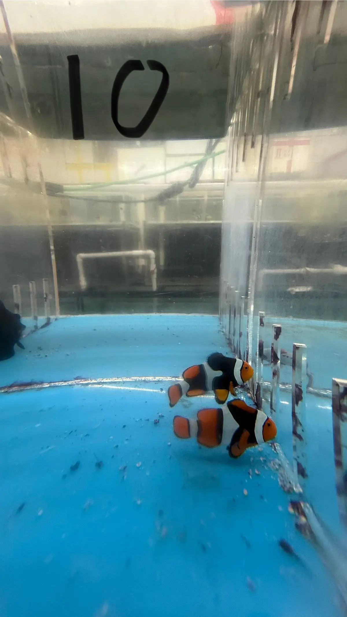 True Percula Clownfish-Super Black Pair 10 1
