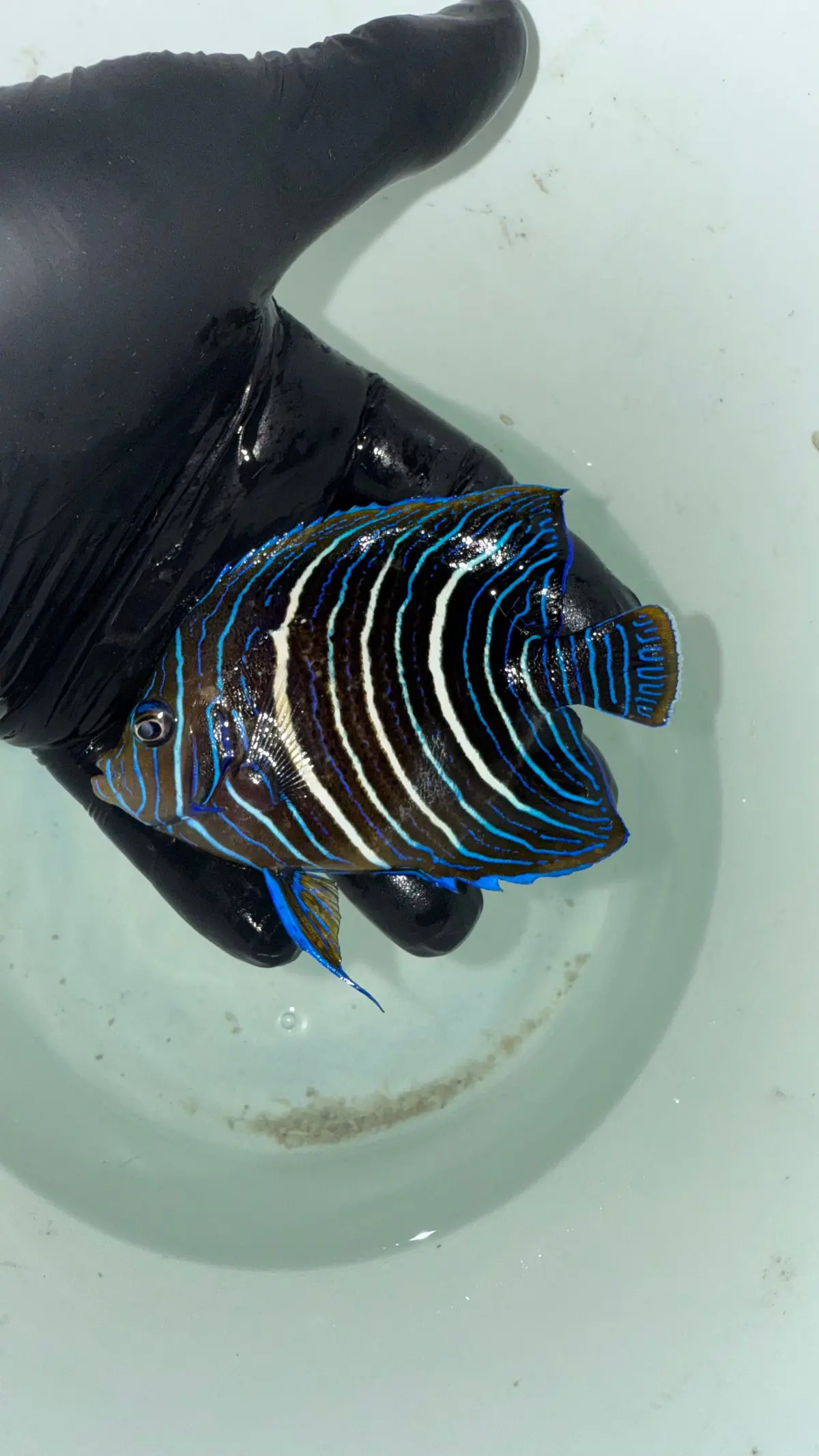 Hybrid Angel | Purple Moon X Koran (Extremely Rare) 5” 1