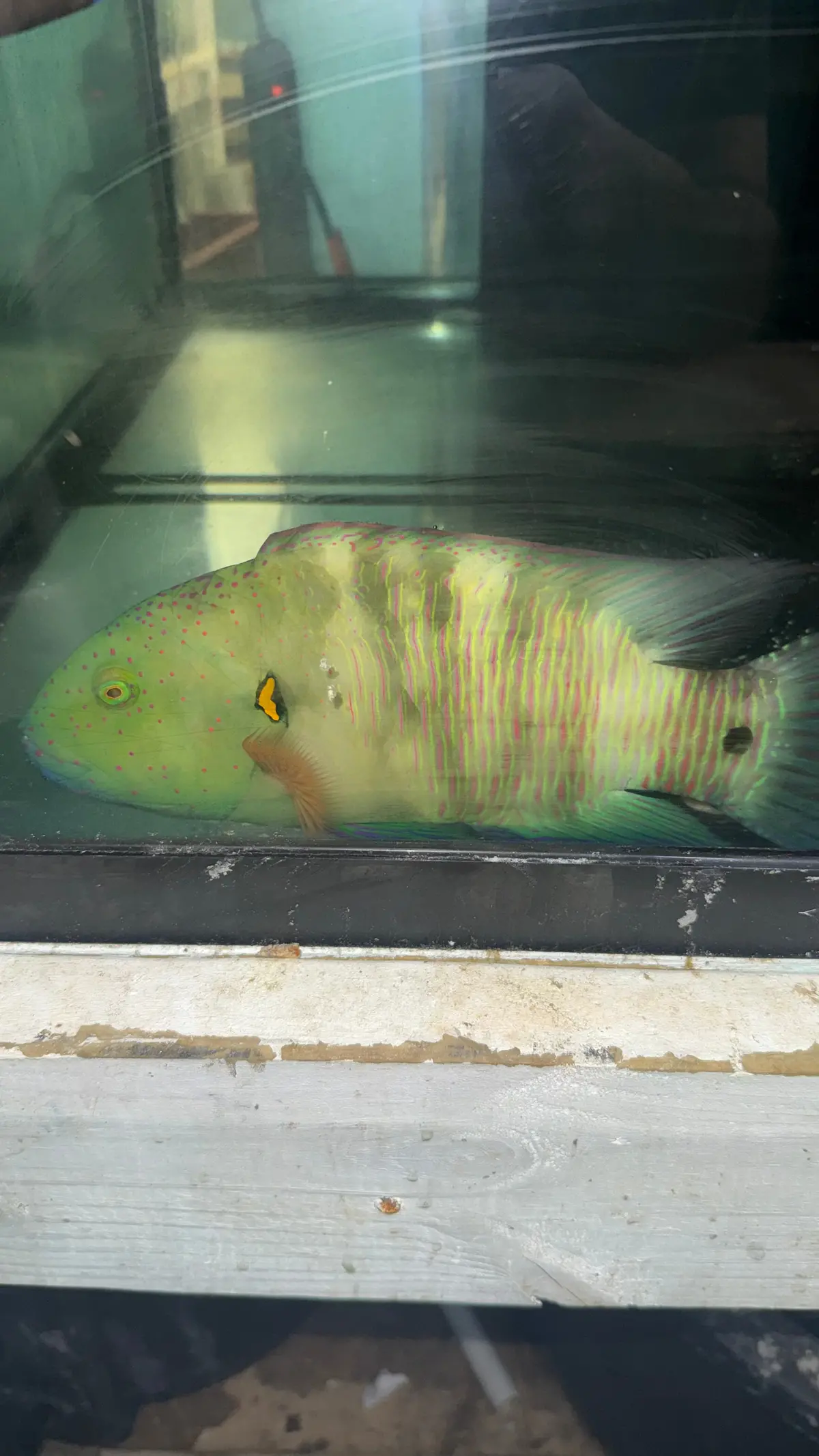 Broomtail Wrasse (Red Sea) |  Cheilinus Lunulatus -12" 1