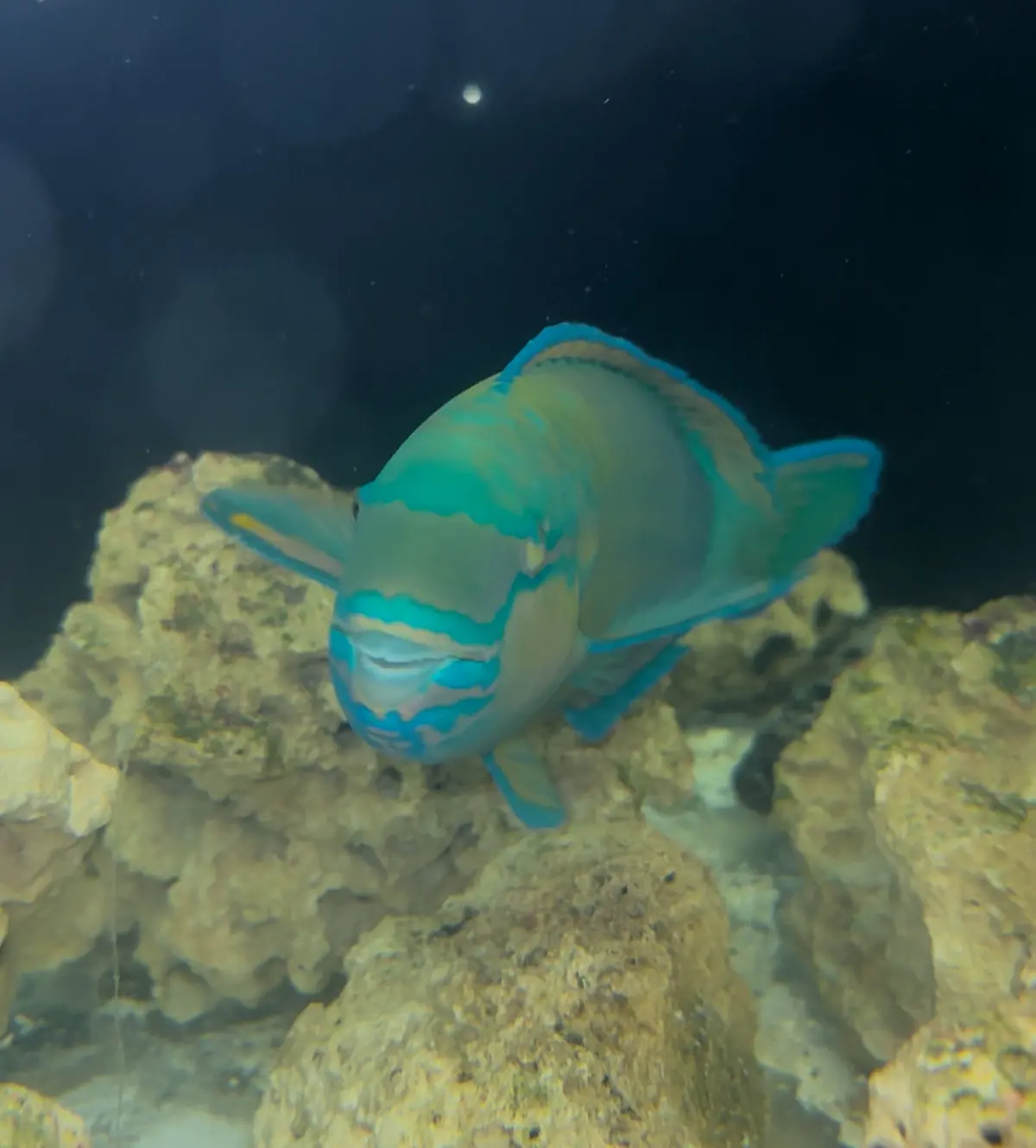 Scarus Zufar, Dhofar Parrotfish (12") 1
