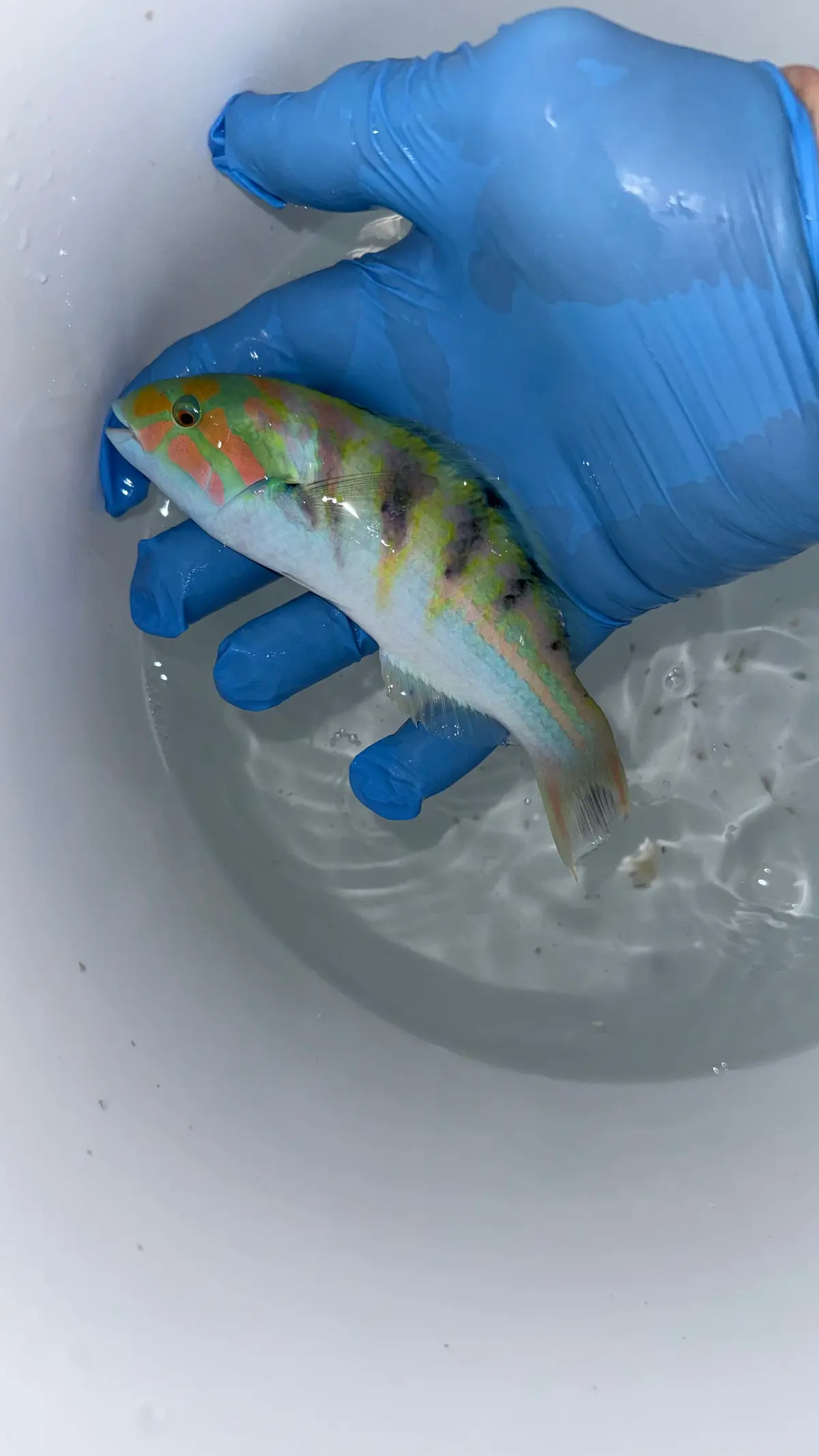 Six Bar (Hardwicke) Wrasse 6” 1