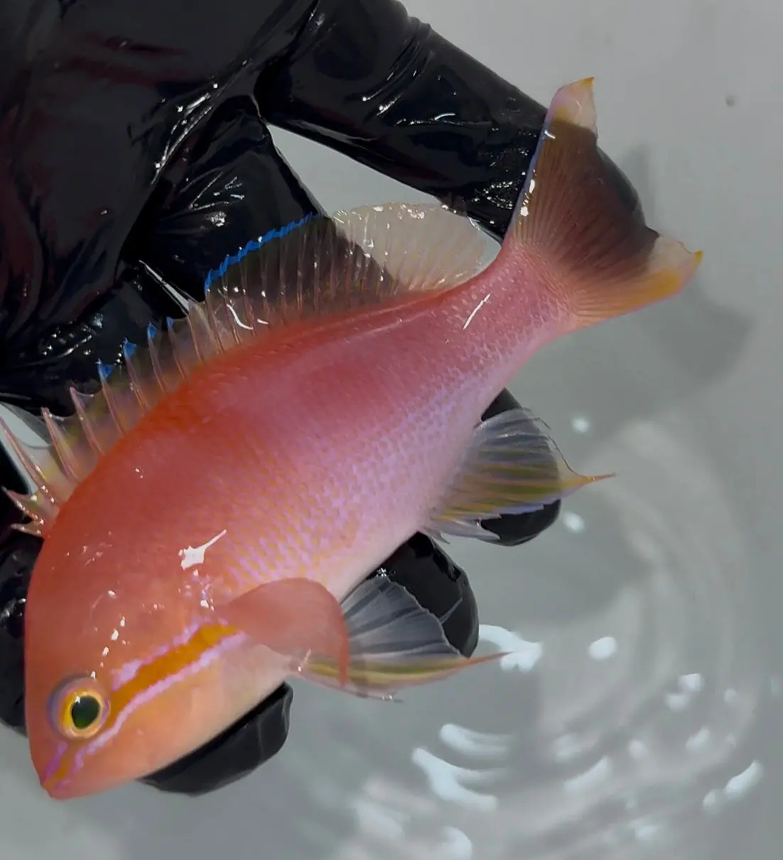Bali Lunate Anthias (Pseudanthias Cf. Lunulatus) 2