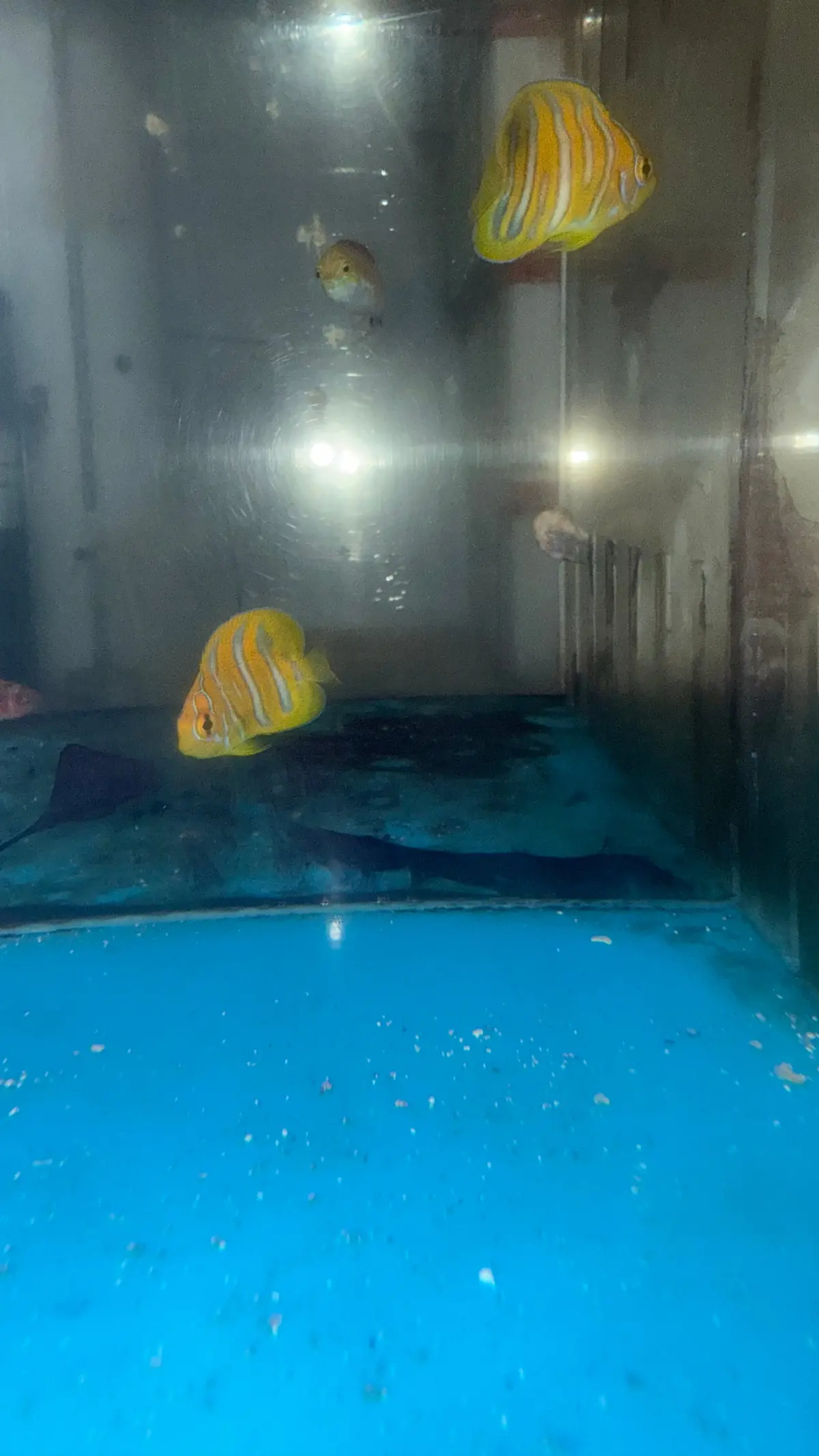 Regal Angel (Yellow Belly)-1.5" Juv Captive Bred 1