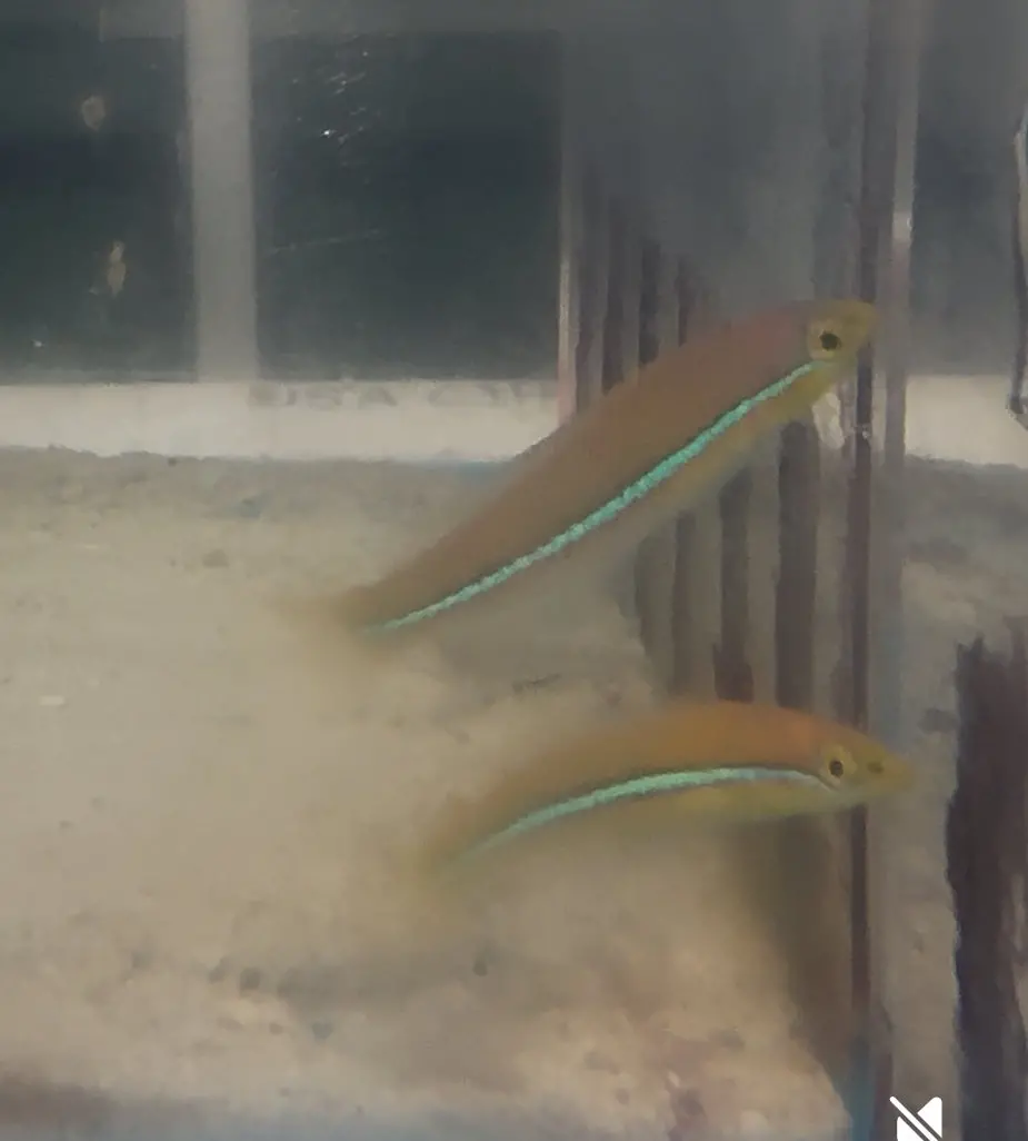 Neon Wrasse (Halichoeres Garnoti) 1