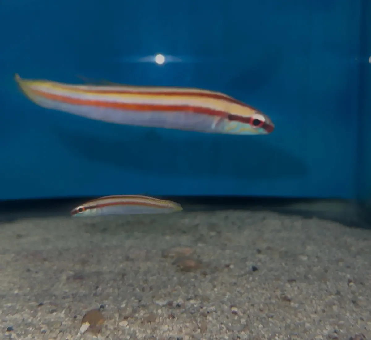Red Line Hogfish | Terelabrus Dewapyle 1