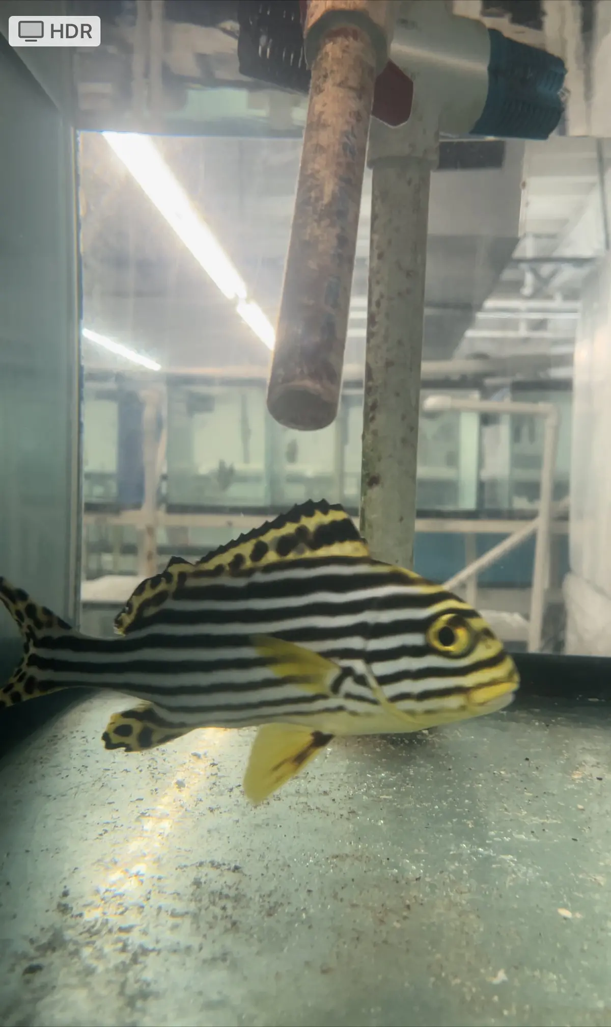 Oriental Sweetlips 1