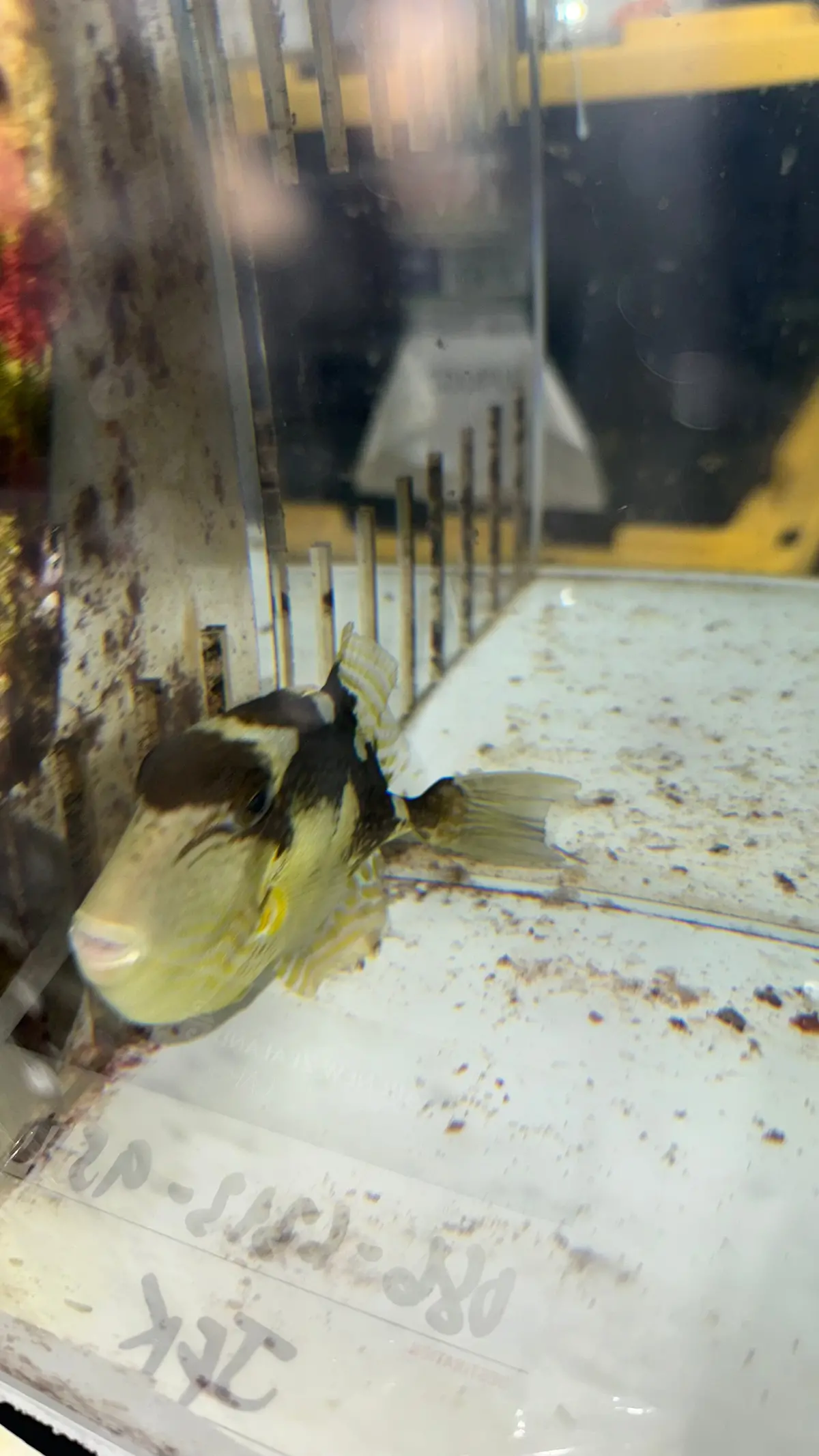 Yellow Margin (Pineapple) Triggerfish-2” 1