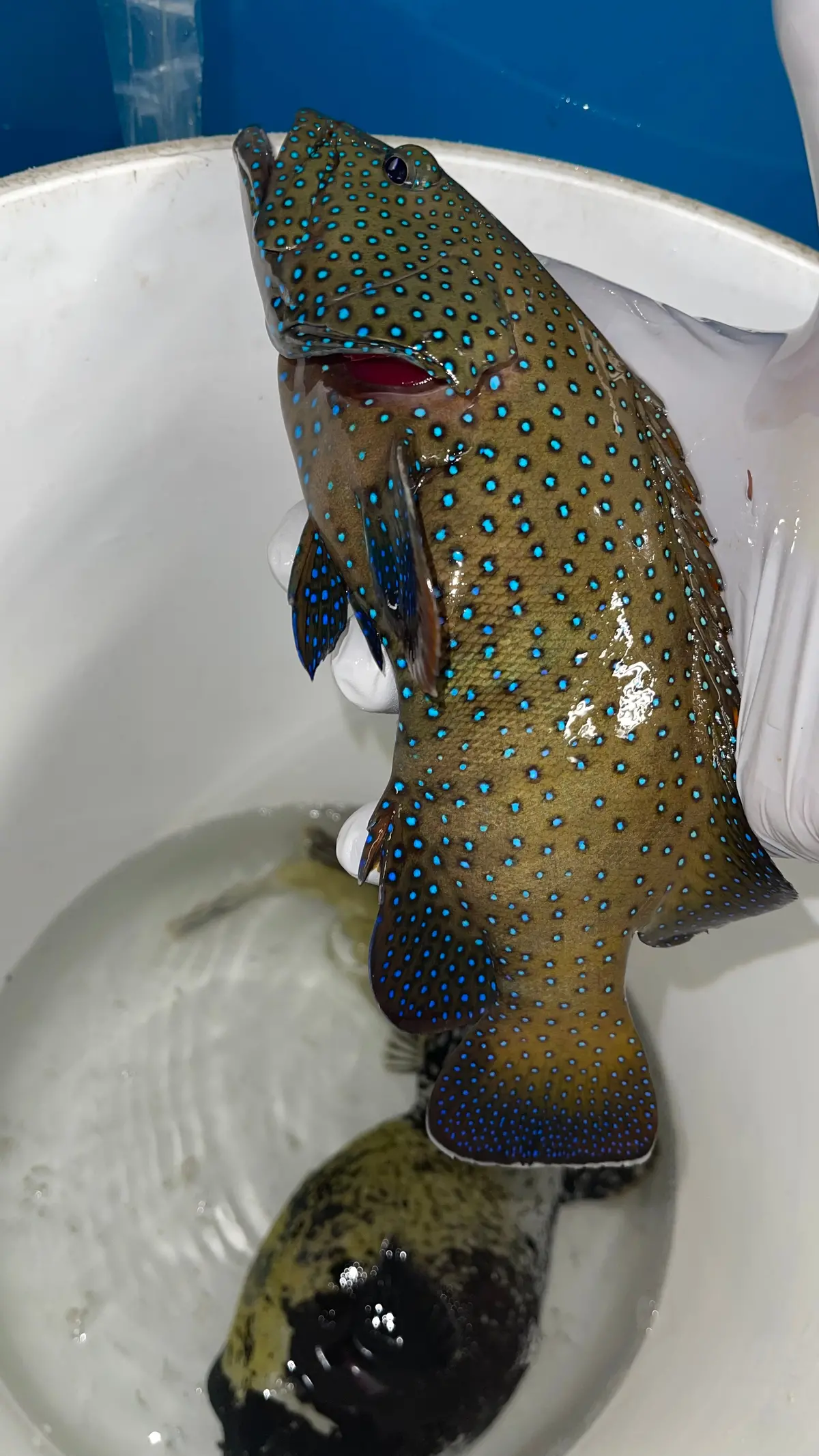 Argus (Blue Dot) Grouper-12” Red Sea 1