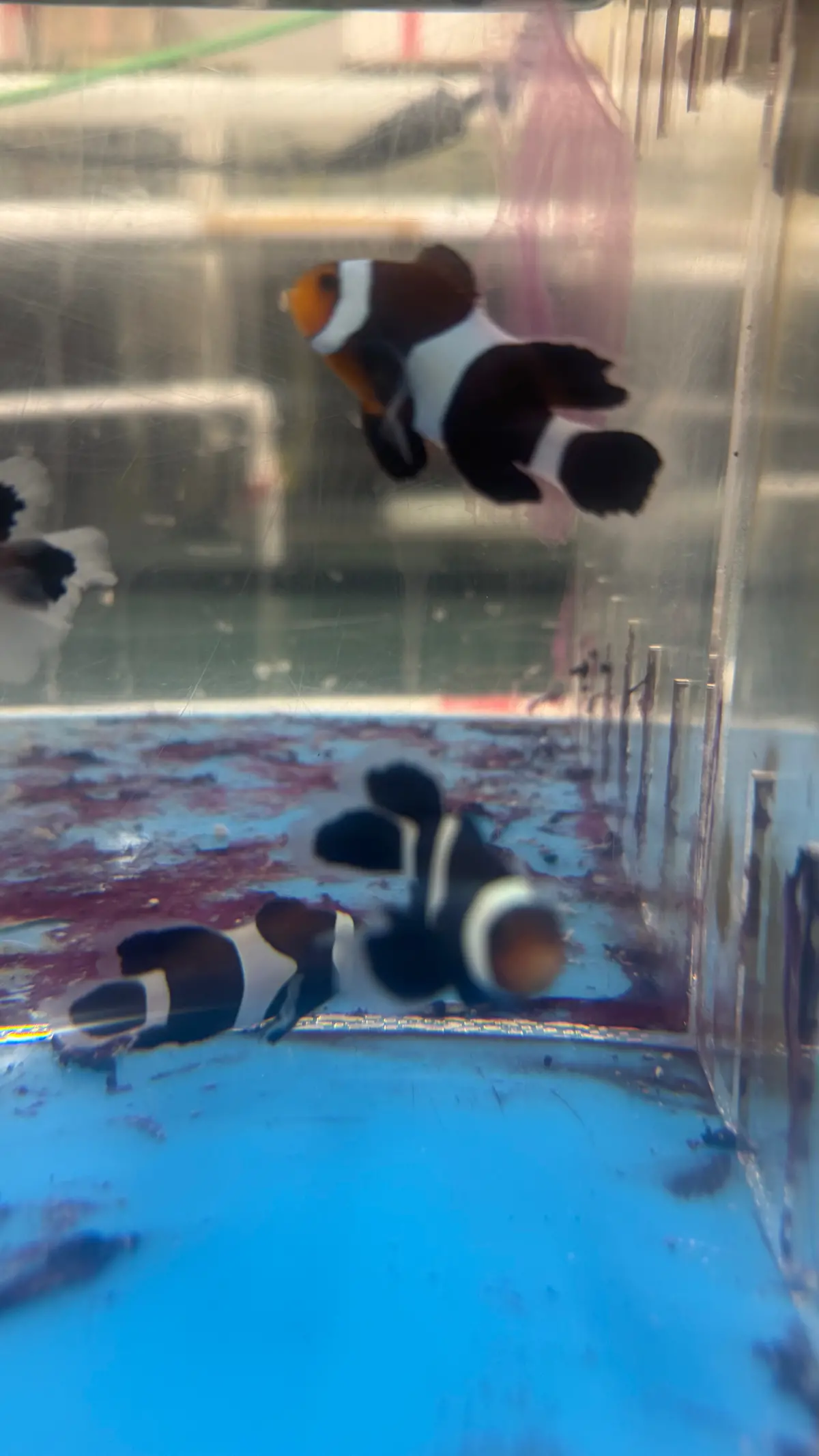 Black Longfin Clownfish (3-4Cm) 1