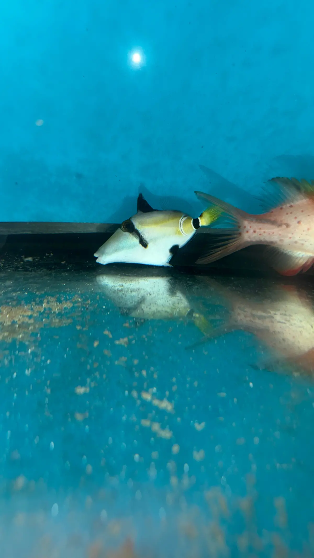 Lunula Trigger (2” Juv) 1