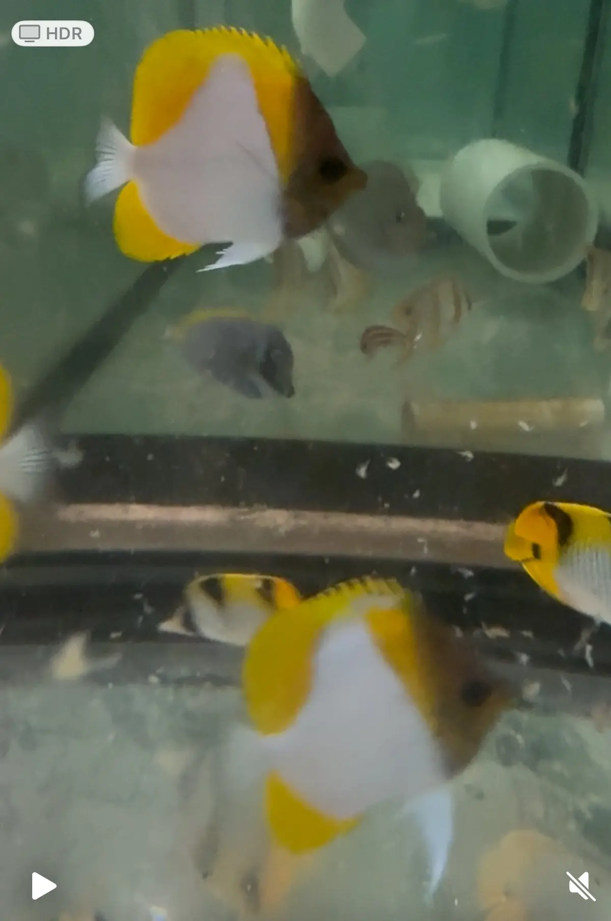 Yellow Pyramid Butterfly (Hemitaurichthys Polylepis) (3-4”) 1