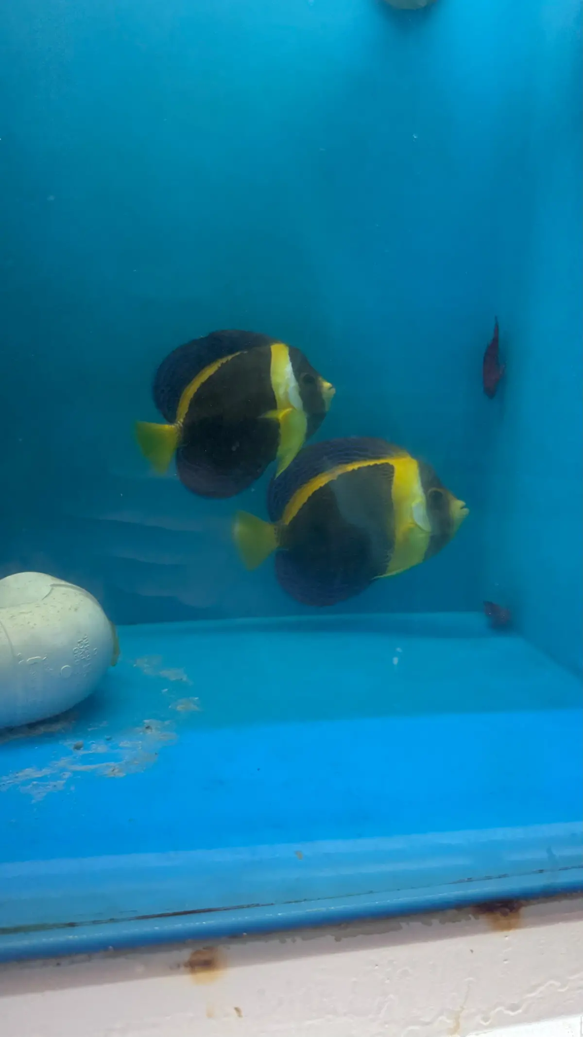 Pair Of Scribbled Angel | Chaetodontoplus Duboulayi (7" Male, 5" Female, ) 1