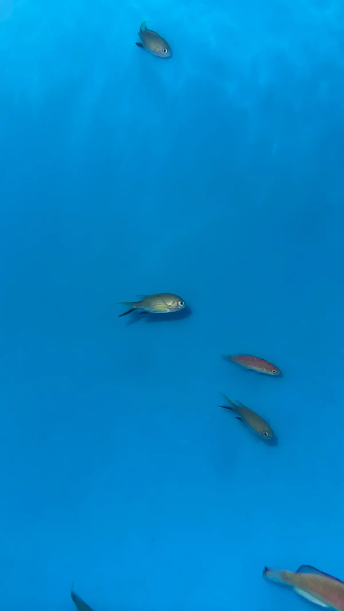 Vanderbilt Chromis (Australia) 1