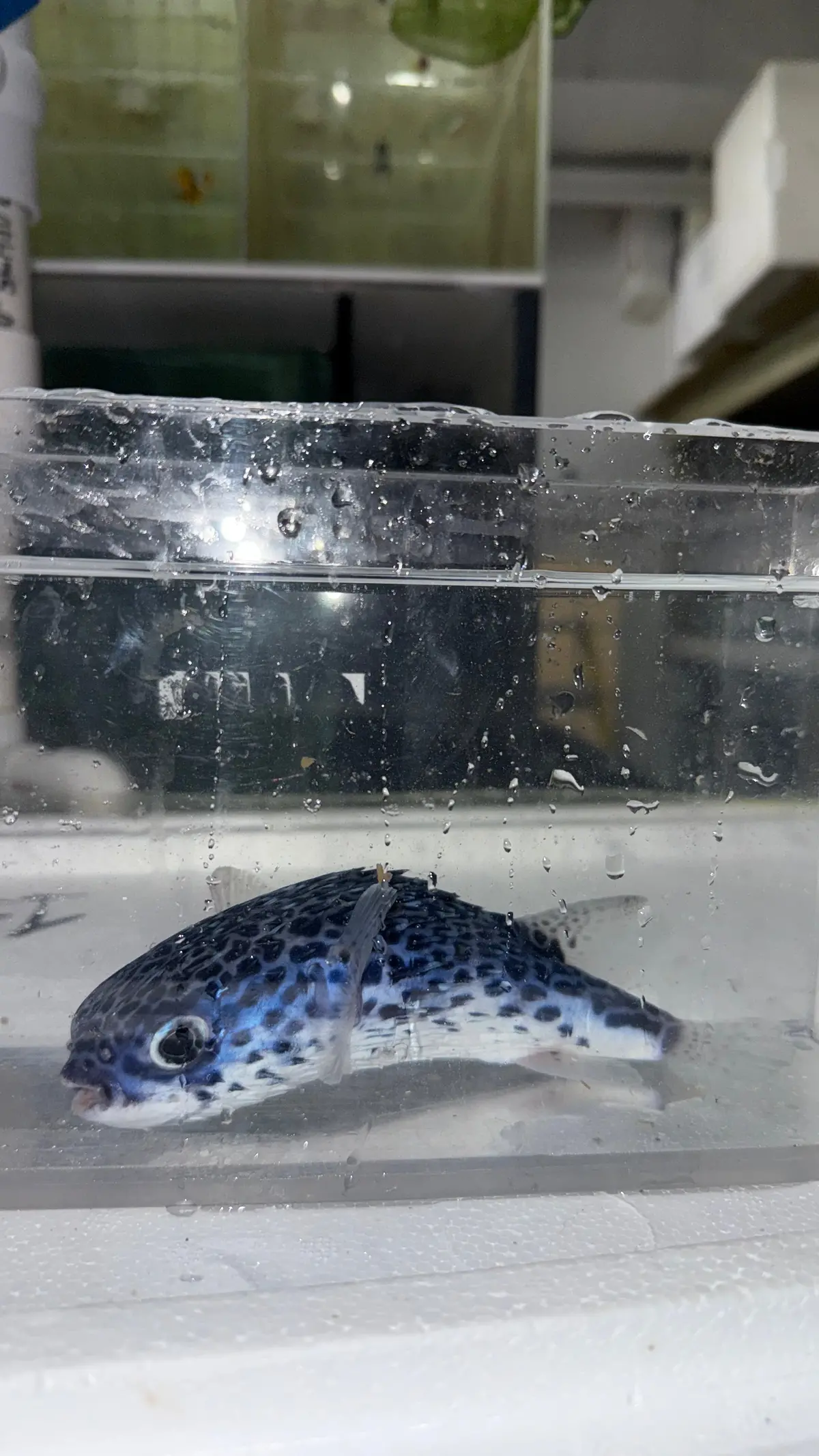 Blue Pelagic Porcupinefish 4”| Diodon Eydouxii 1