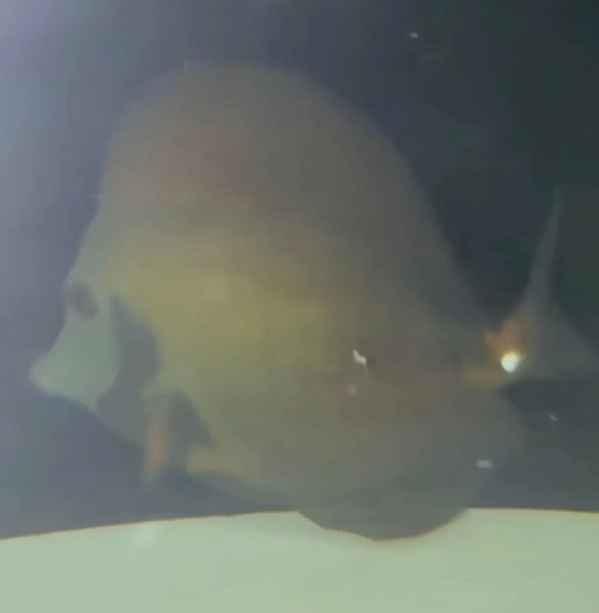 Koi Scopas Tang (Yellow Tail) Wysiwyg #5 1