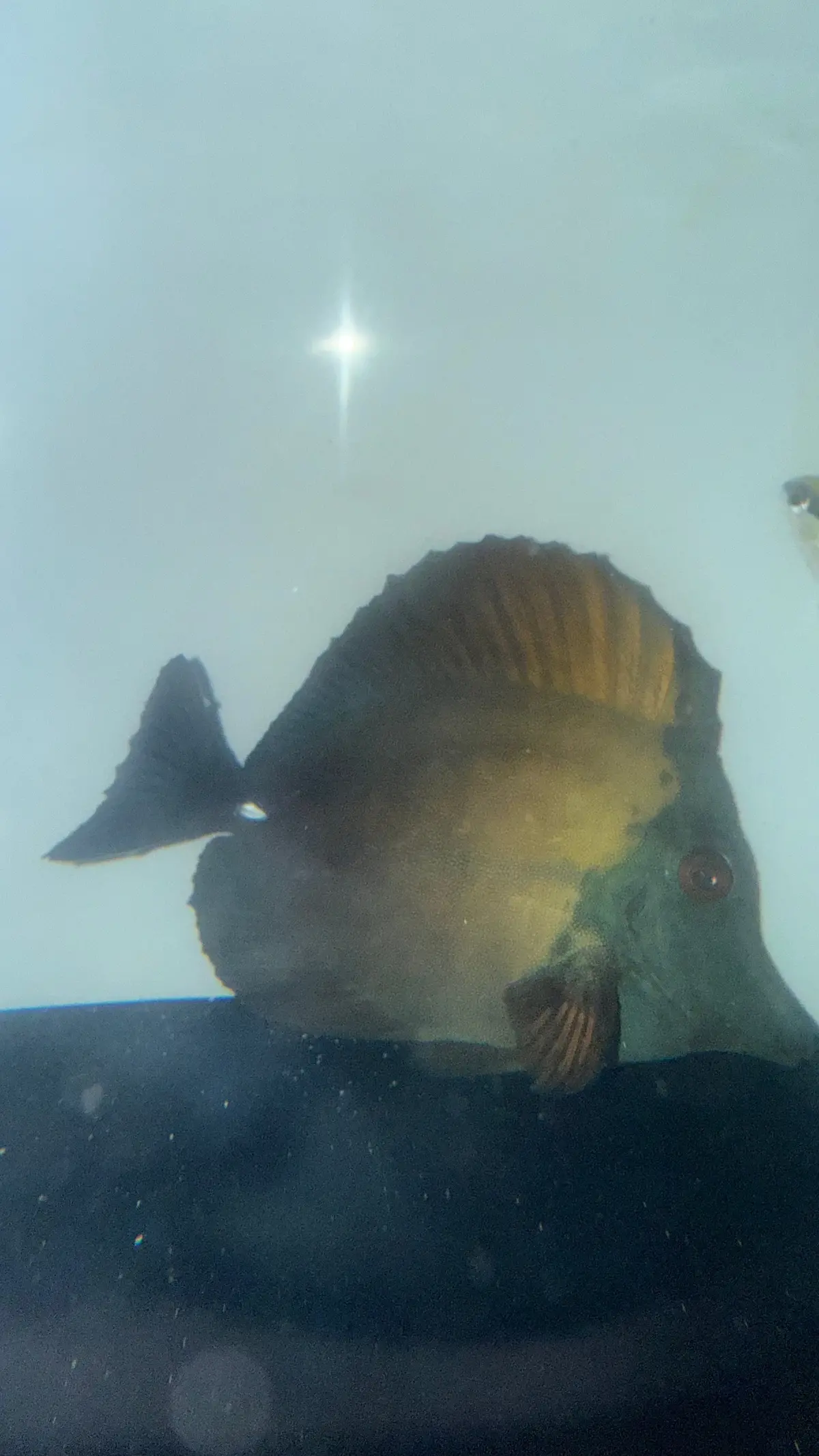 Blue Face Koi Scopas Tang Wysiwyg #2 (4-6") 1