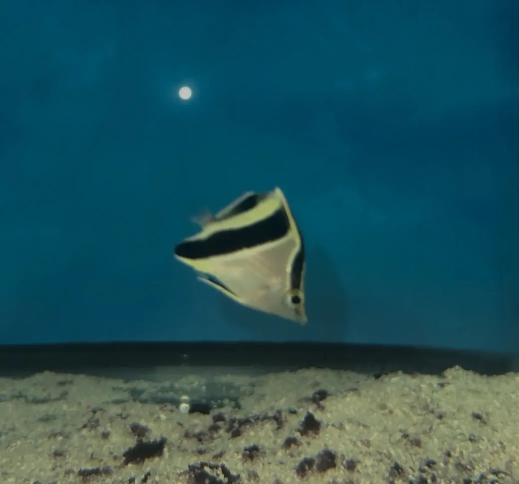 French Butterfly | Chaetodon Guyanensis (2") 1
