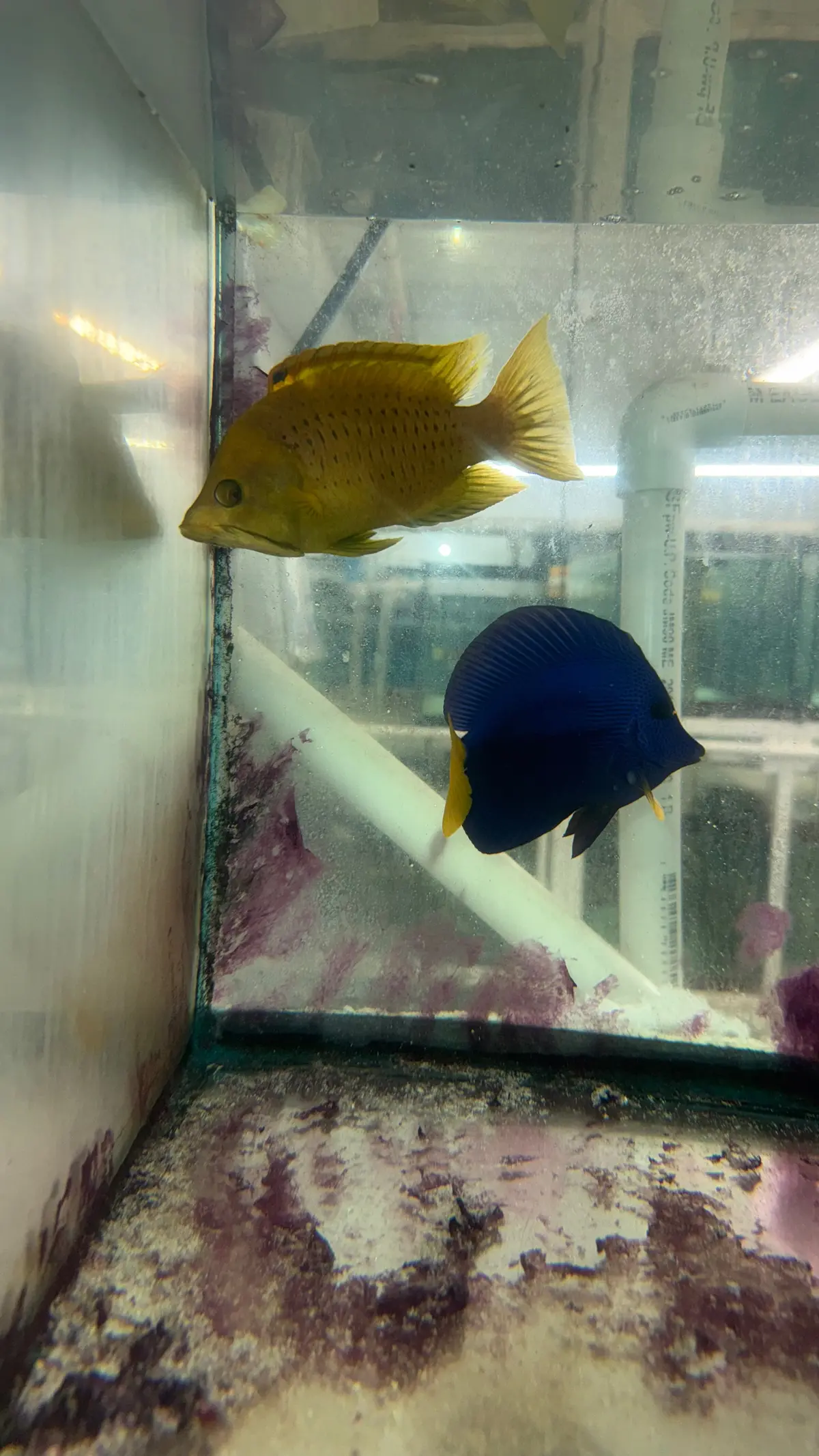 Yellow Slingjaw Wrasse 8” Bright Yellow 1