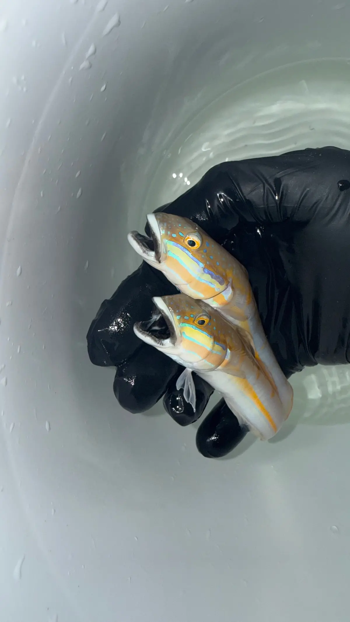 Black Mouth Sleeper Goby (4-5" Mated Pair) | Valenciennea Decora 1