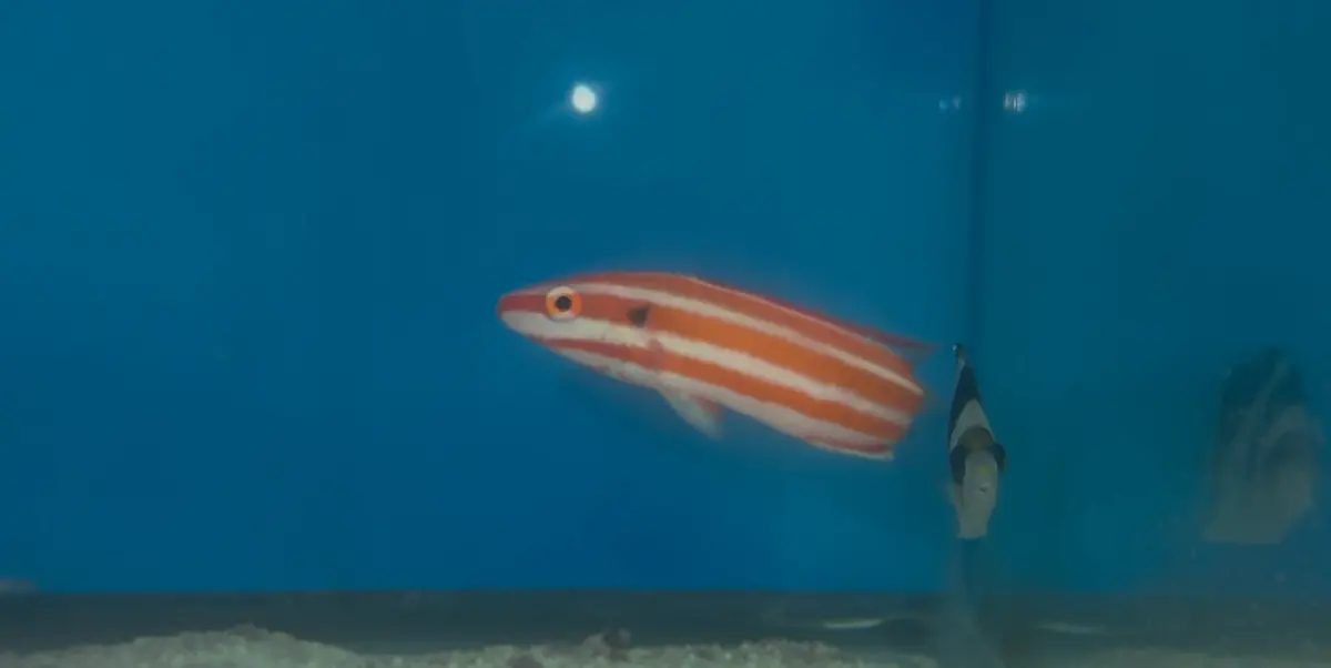 Neopercularis Hogfish | Bodianus Neopercularis (4") 1