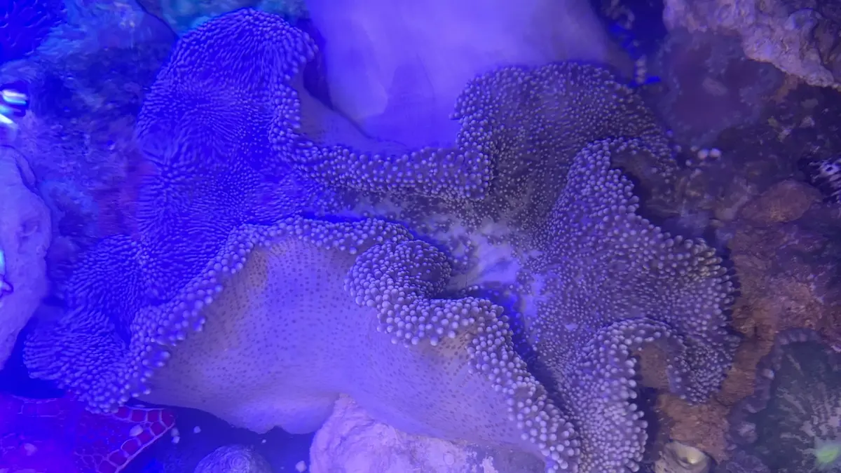 Carpet Anemone-(12”)Purple Haddoni 1