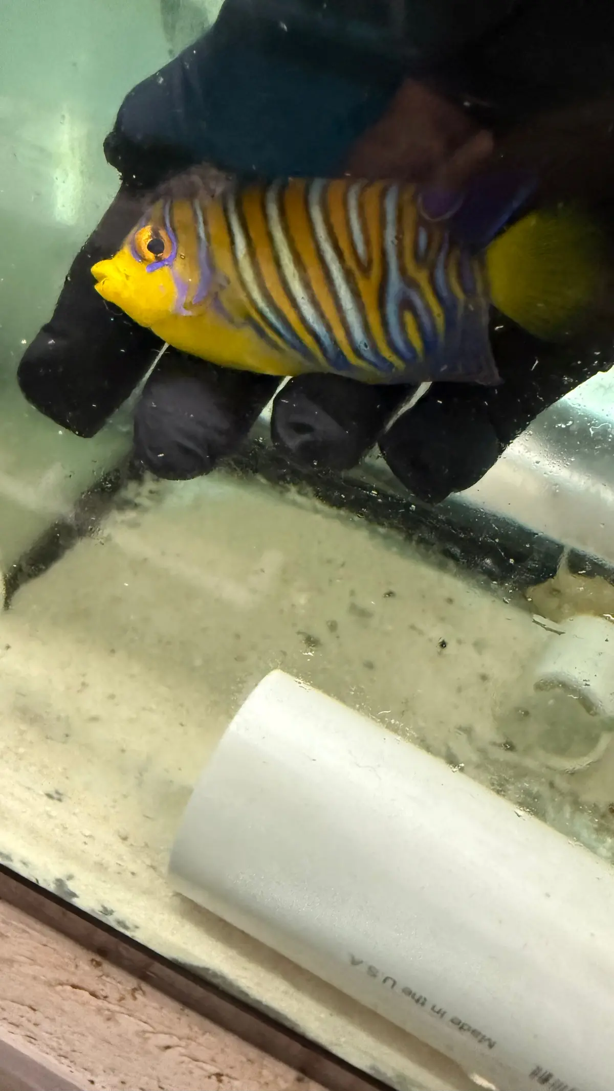 Maldives Regal Angel (3 Inch Misbar) Wysiwyg 1