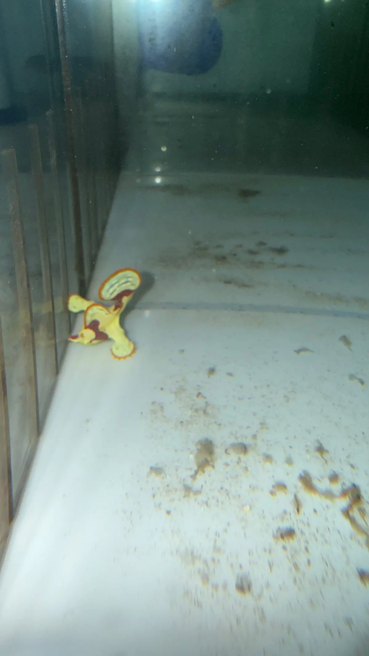 Anglerfish 1" (Yellow) 1