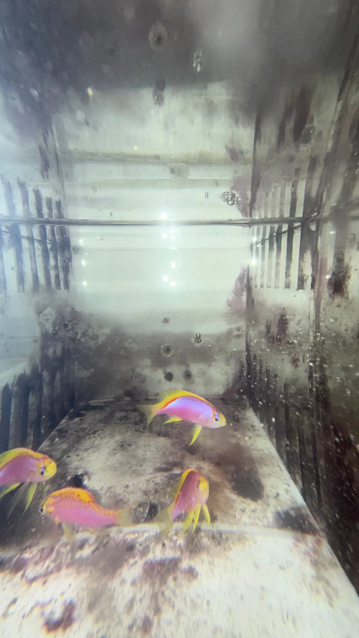 Ventralis Anthias-Quad 1