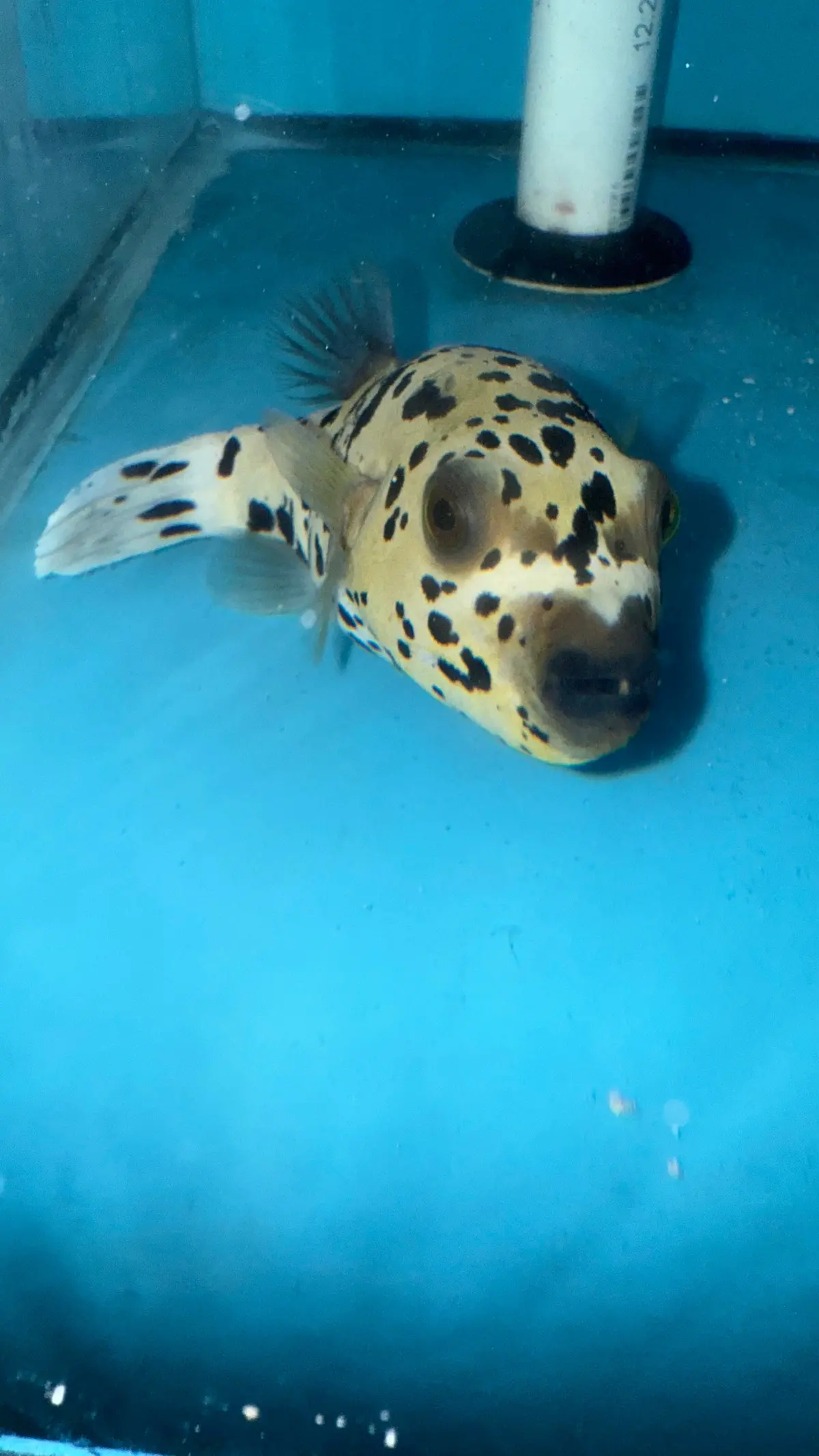 Dalmation (Speckled) Dog Face Puffer (4")-#2 1