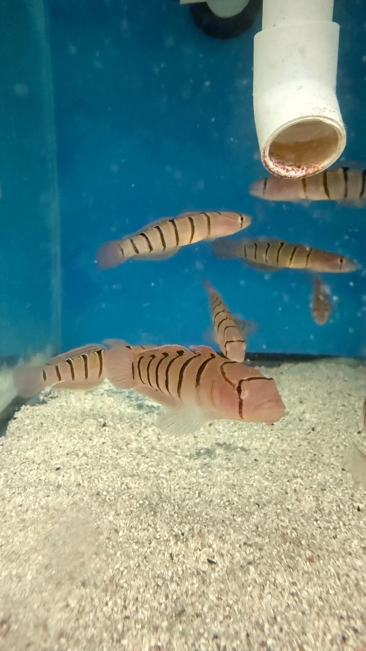 Serpentine Goby (Pterogobius Elapoides)-3" 1