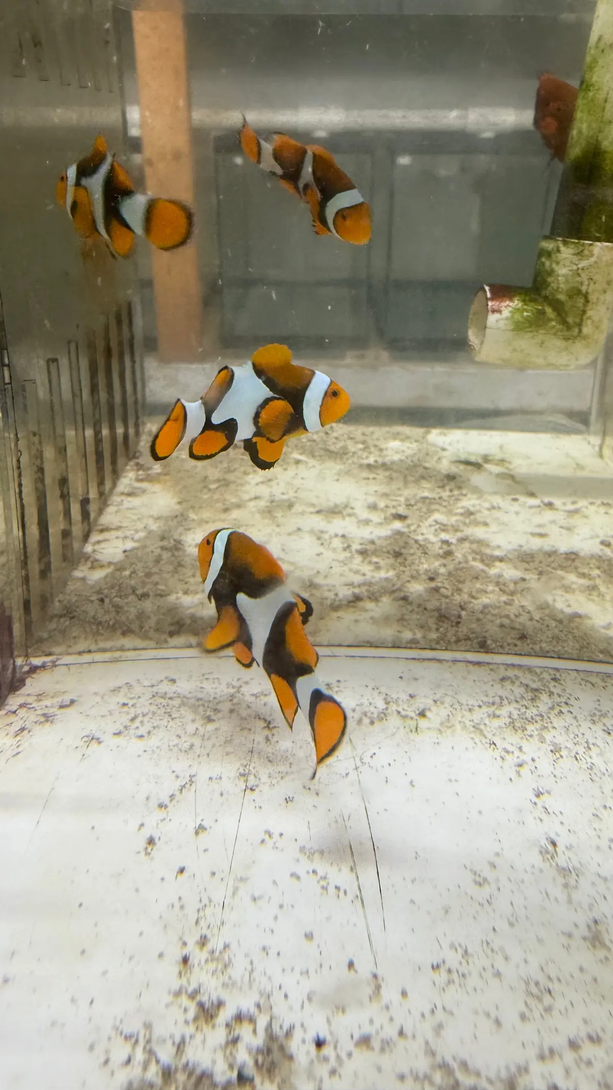 True Percula Clownfish Pair Super Black Wysiwyg- #2 1