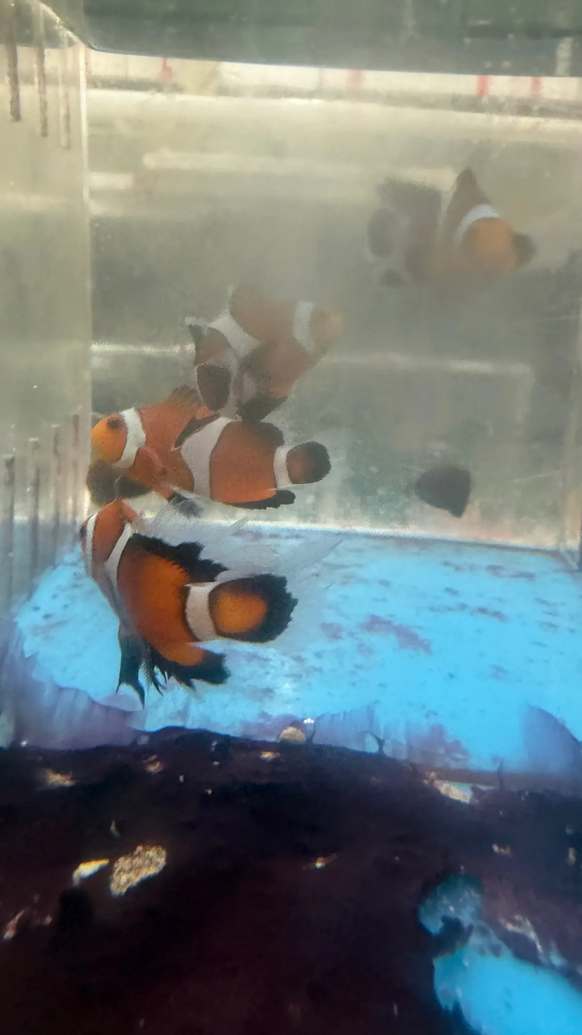 Longfin Clownfish (3-4Cm) Pair 1