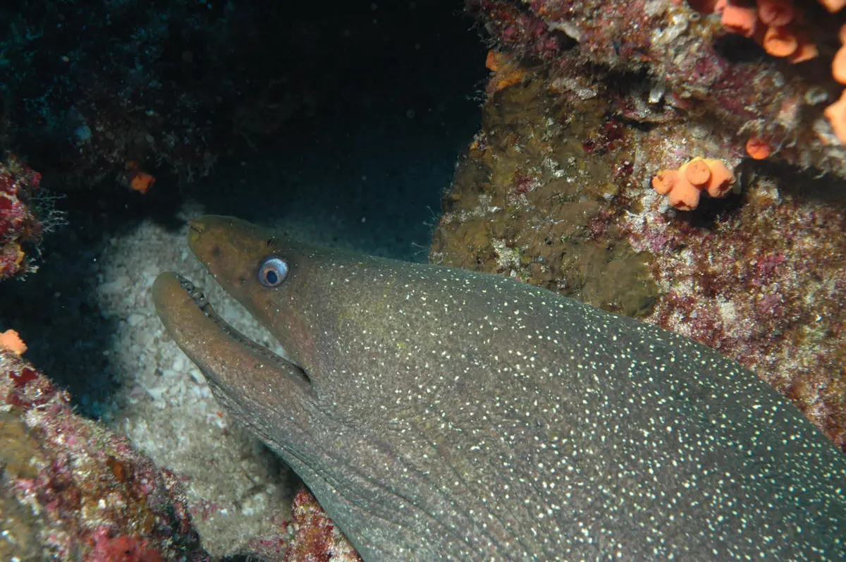 Mexican Finespotted Eel | Gymnothorax Dovii 1