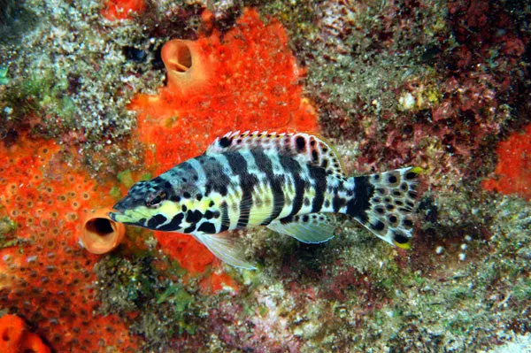 Harlequin Seabass 1