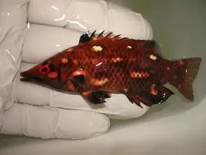 Red Bird Wrasse (Hawaii) 1