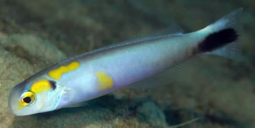 Yellow Spotted Tilefish (Hoplolatilus Fourmanoiri) 1