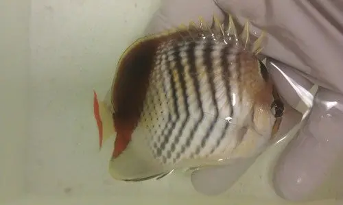 Chaetodon Paucifasciatus (Red Sea Pearlscale Butterfly) 1