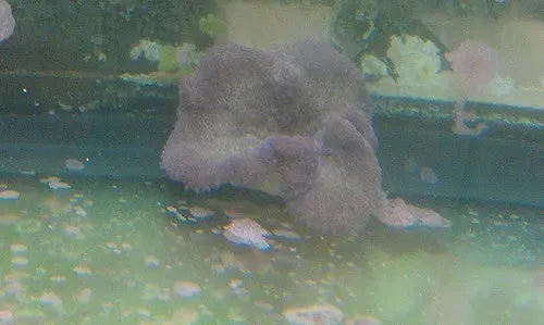 Carpet Anemone-Purple (4-6") 1
