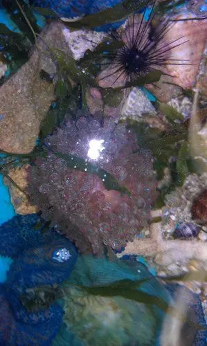Green Bubble Tip Anemone-6" 1