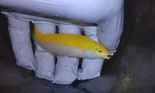 Yellow & Purple Wrasse (Halichoeres Leucoxanthus) 1