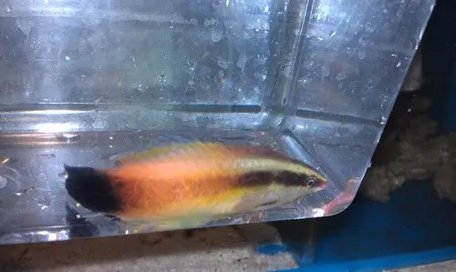 Golden Hawaiian Cleaner Wrasse 1