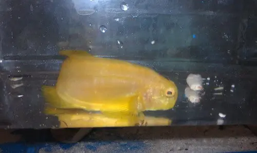 Yellow Sailfin Blenny Tonga(Atrosalarias Fuscus) 1