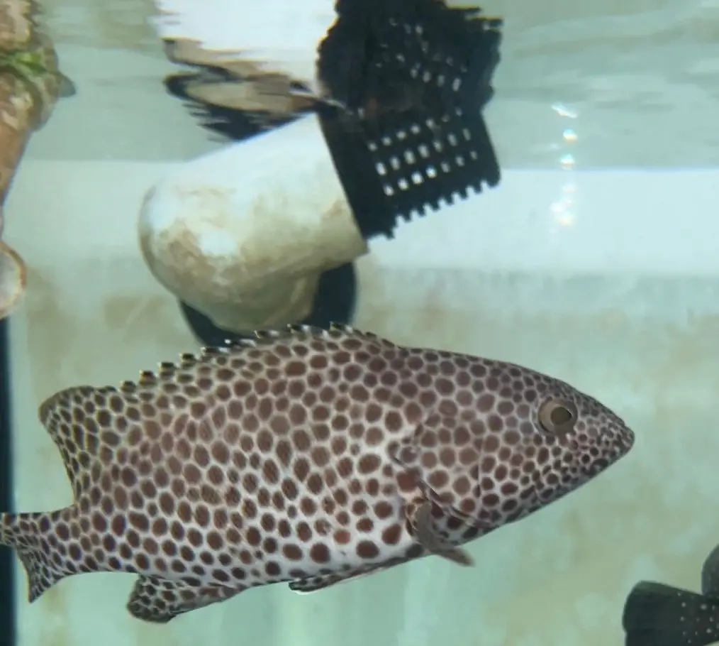 Brown-Marbled Grouper | Epinephelus Fuscoguttatus (6-7") 1