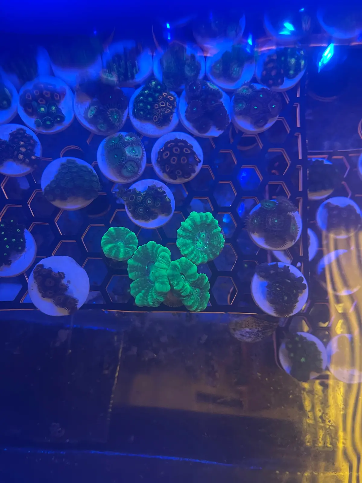 Candy Cane Coral (Caulastrea Furcata)-6 Head 1