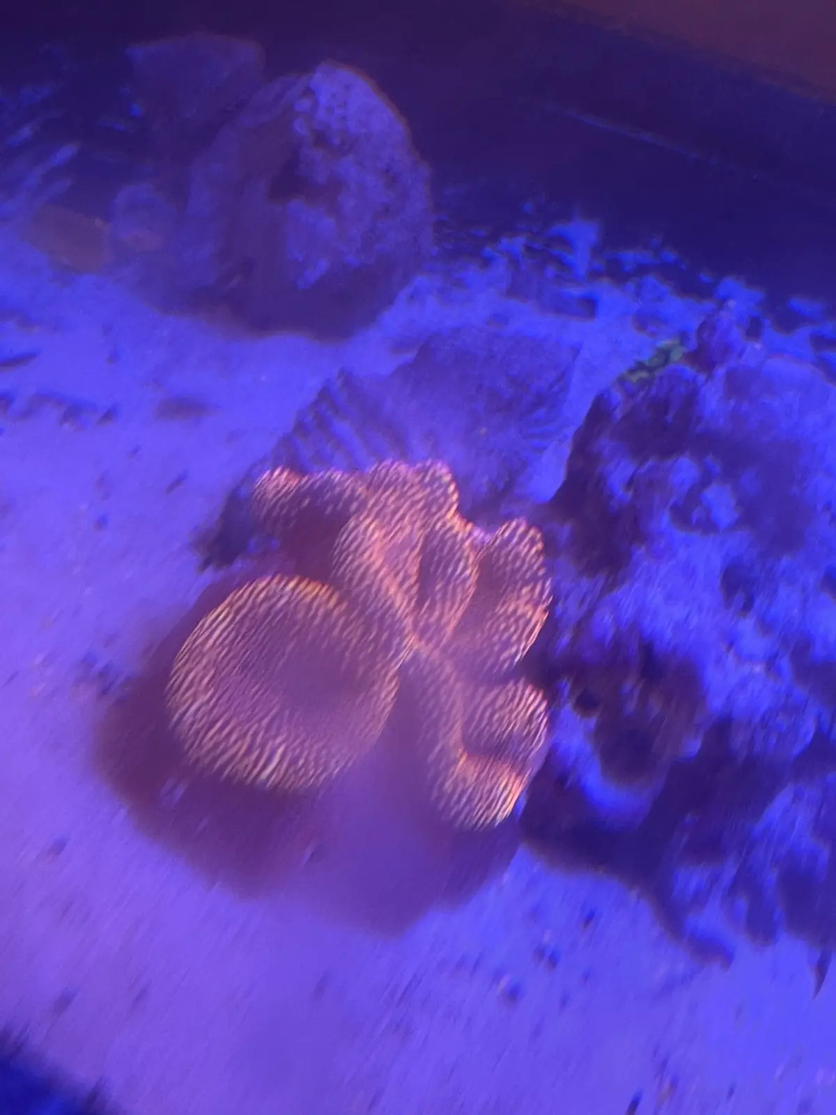 Carpet Anemone- Orange Mertens 1
