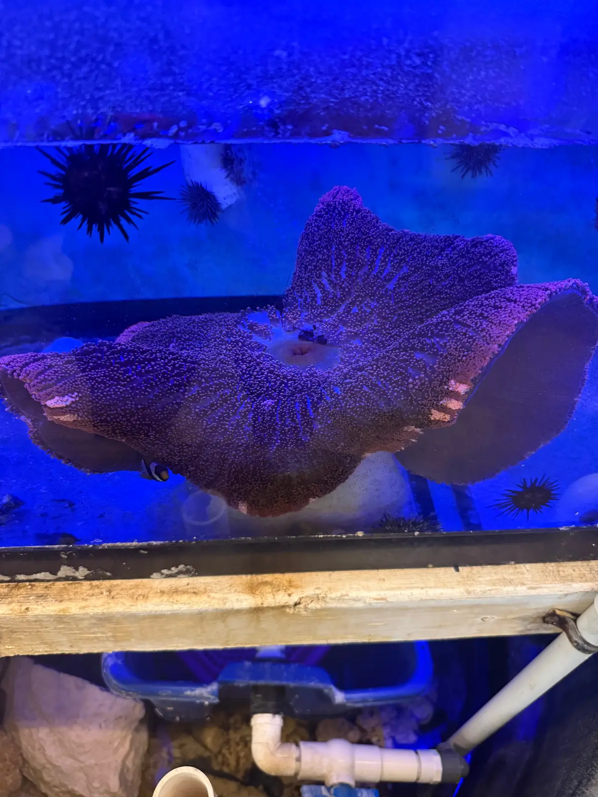 Show Size Plus Carpet Anemone-Red Haddoni (18”) Wysiwyg 1